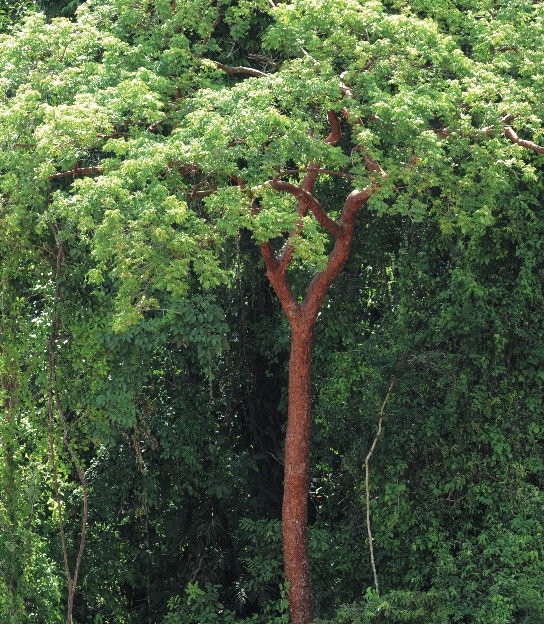 2-3_vegetacion_selva