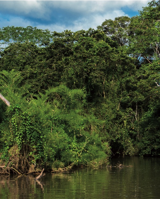 2-4_vegetacion_riparia