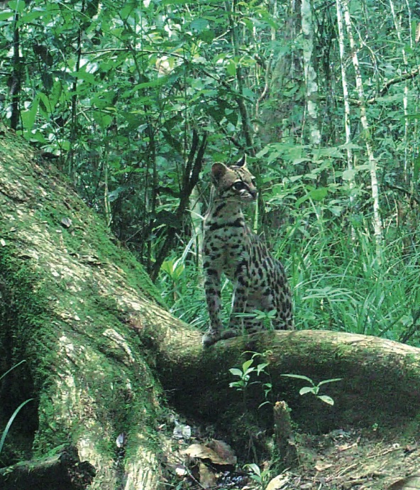 2-6_mamiferos_subcuenca_lacantun