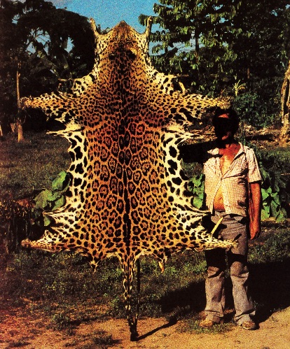 4-4_activ-ilegales_florafauna