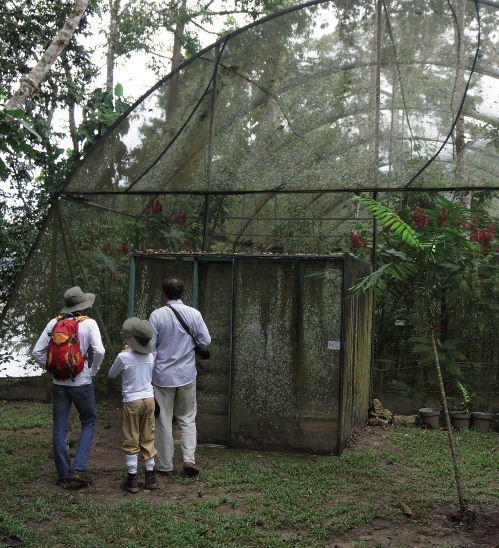 5-5_histoira-uma_mariposasmorpho