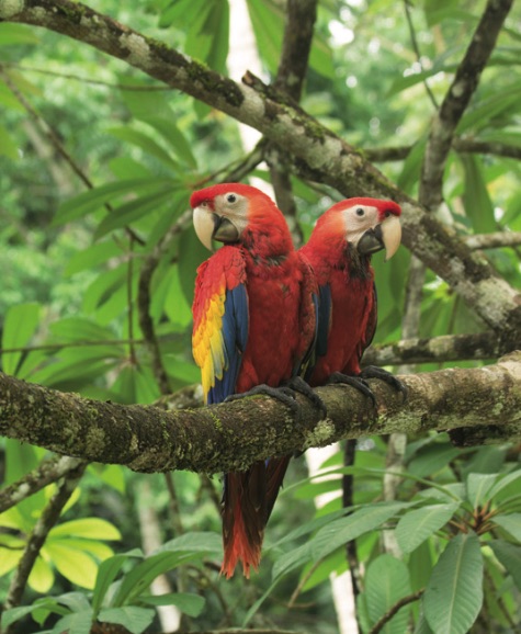 5-9_conservacion_guacamaya_roja